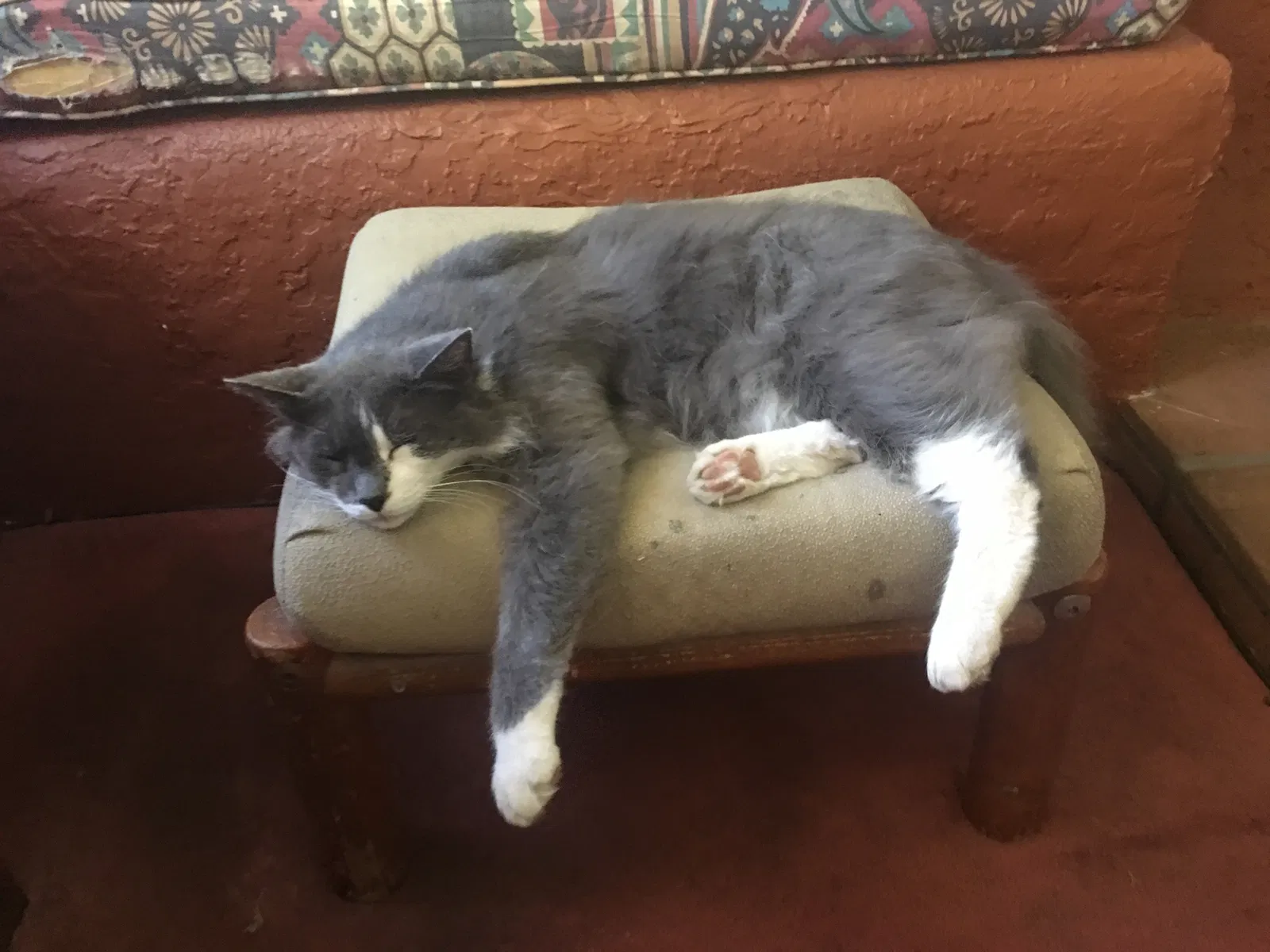 Lost cat in Albuquerque, NM, 87107