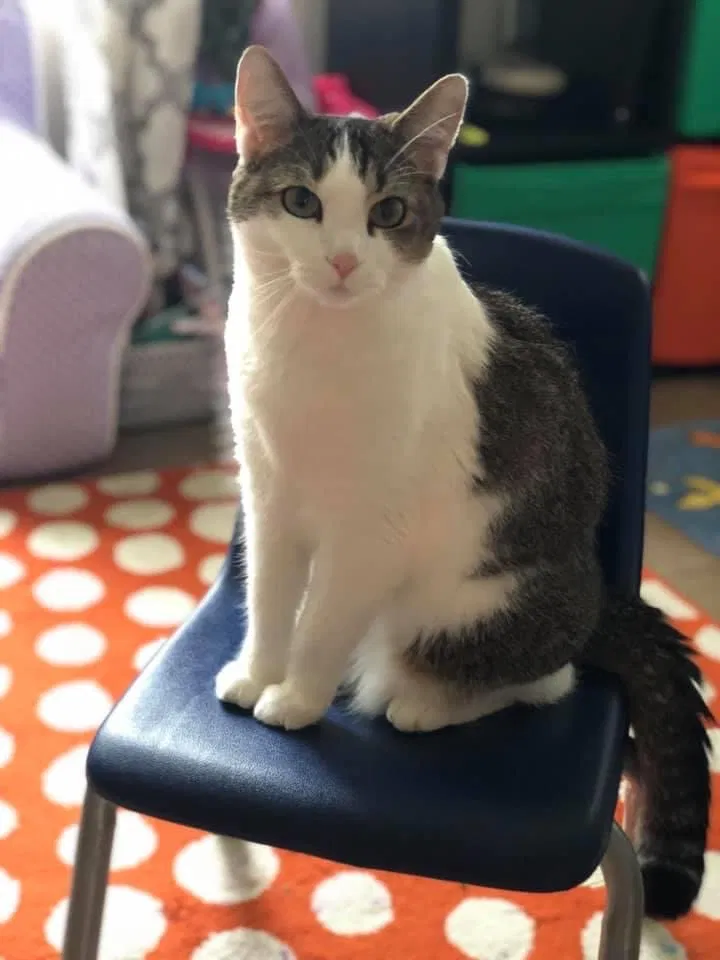 Lost cat in Camp Lejeune, NC, 28547