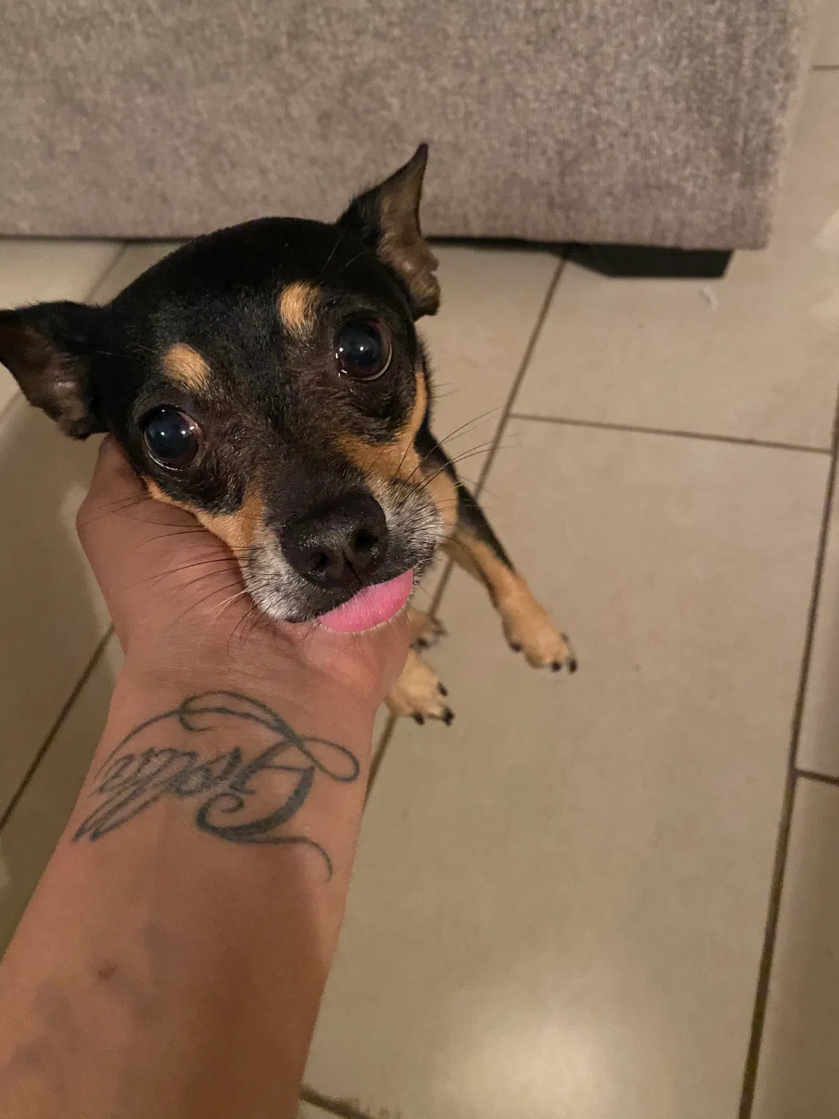 Lost dog in Melbourne, FL, 32935