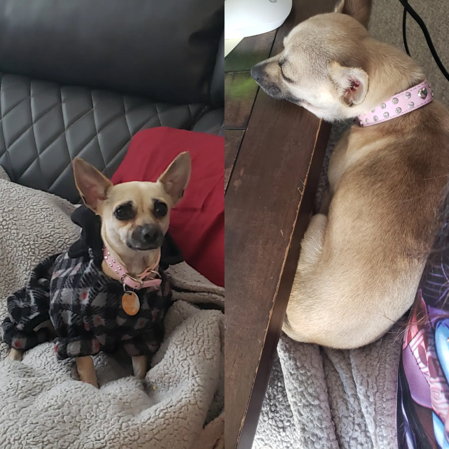 Lost dog in Kent, WA, 98042