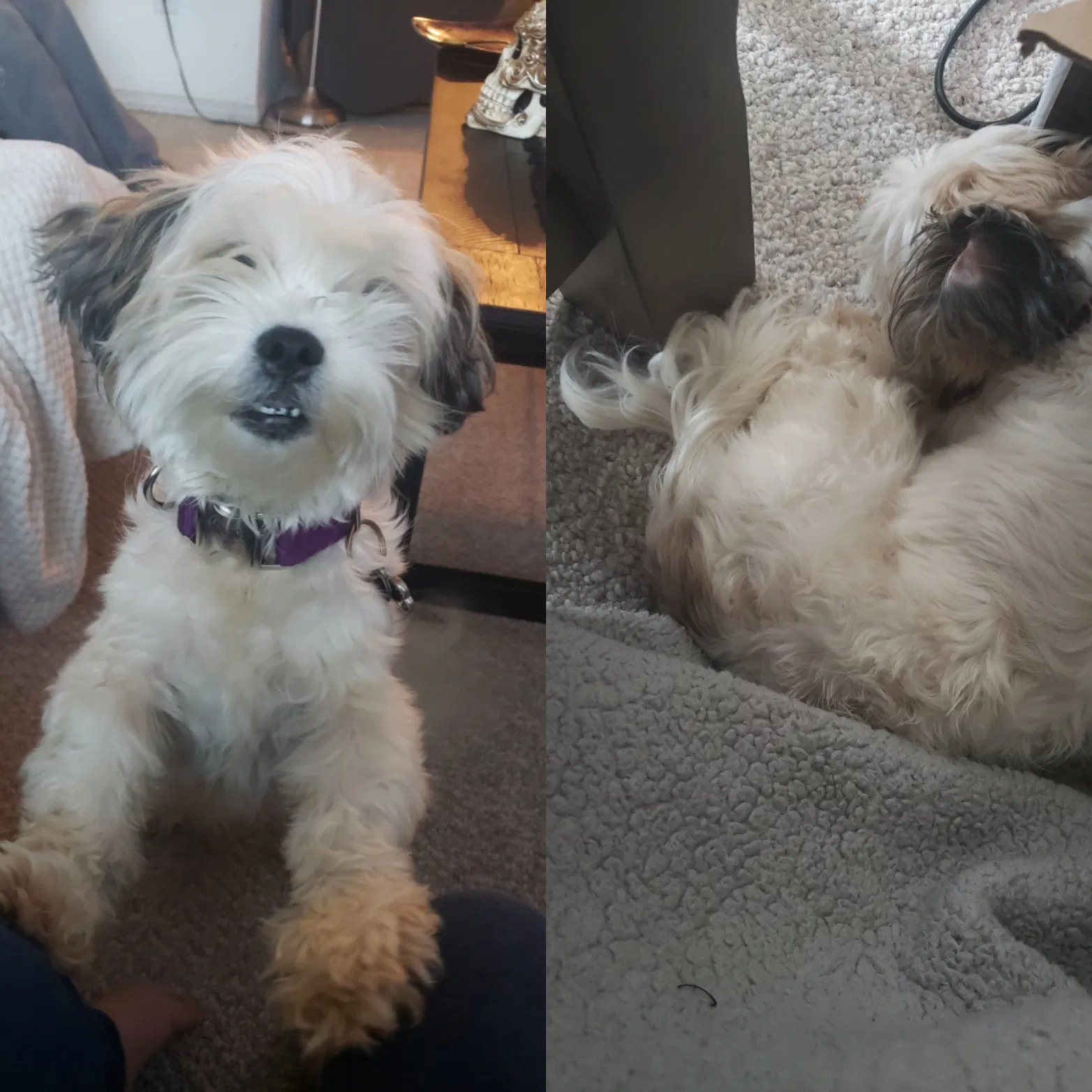 Lost dog in Kent, WA, 98042