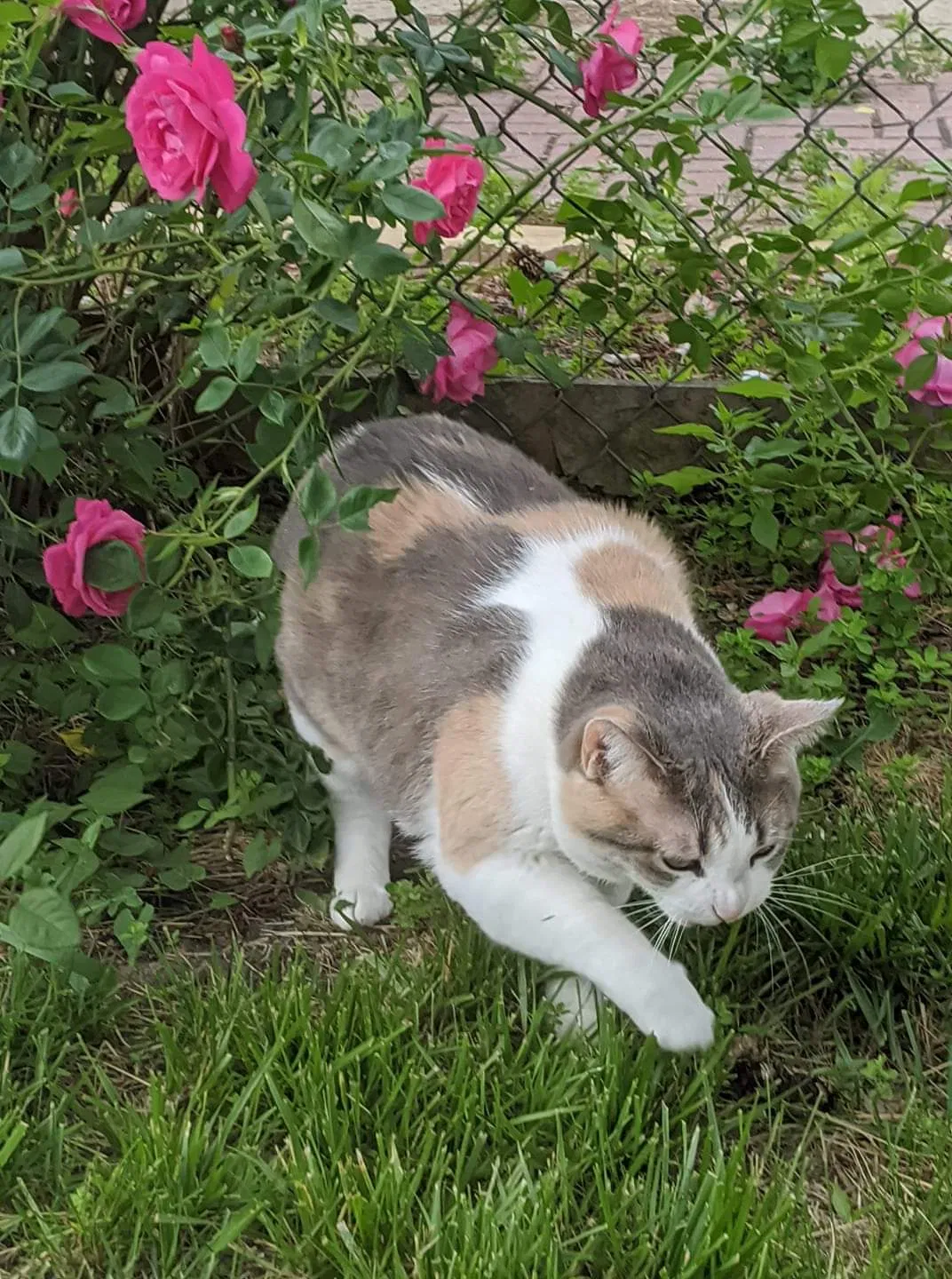 Lost cat in Milwaukee, WI, 53207