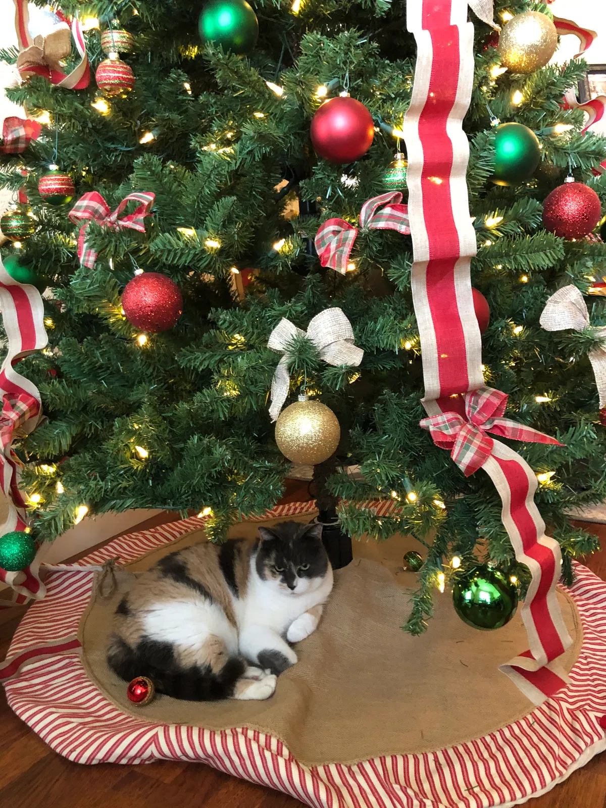 Lost cat in Oakdale, CA, 95361