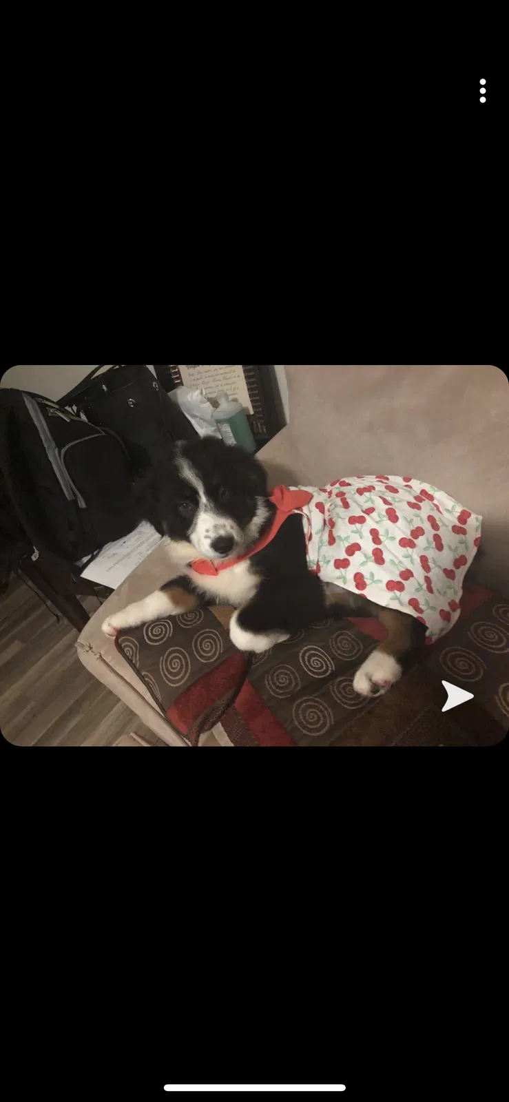 Lost dog in Forest Park, GA, 30297