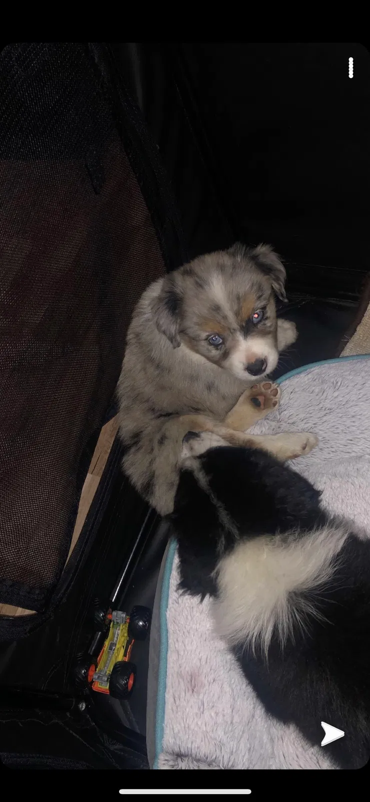 Lost dog in Forest Park, GA, 30297
