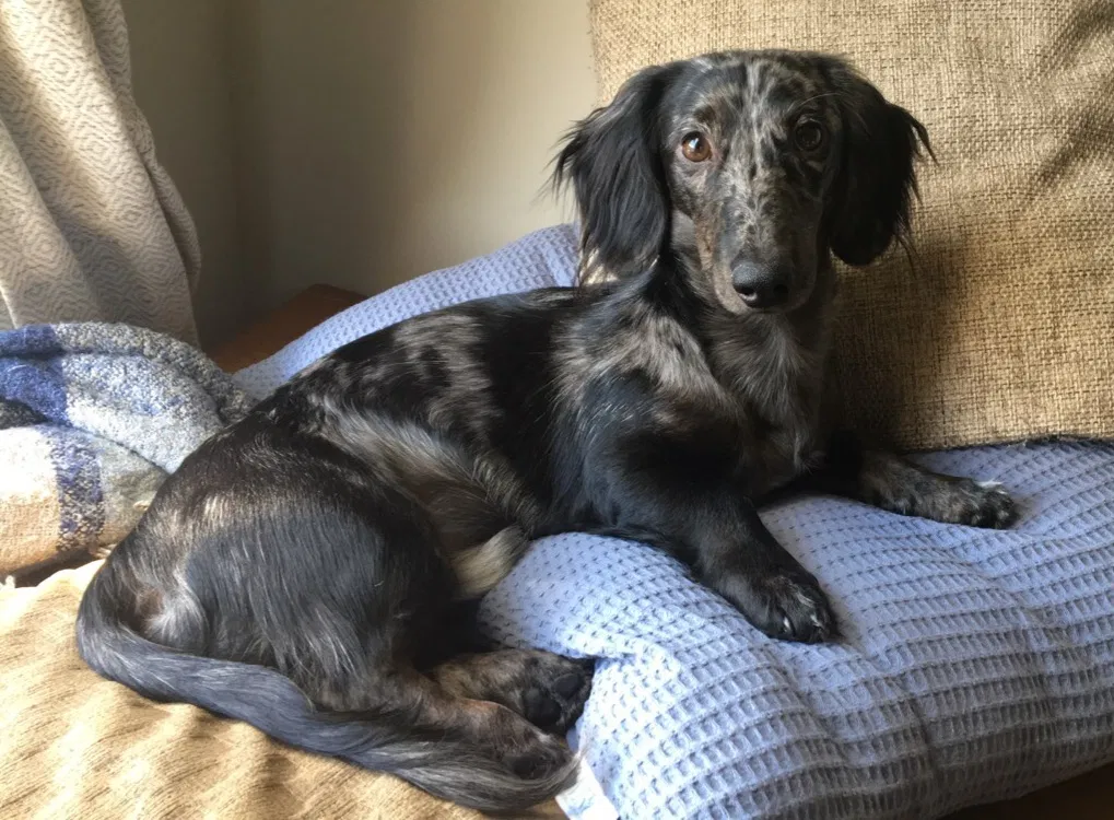 Lost dog in Hamilton, GA, 31811