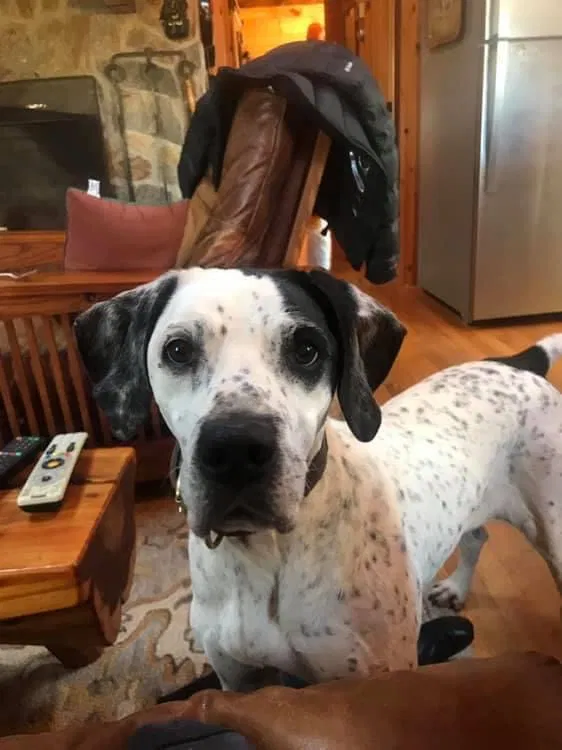 Lost dog in Warsaw, VA, 22572