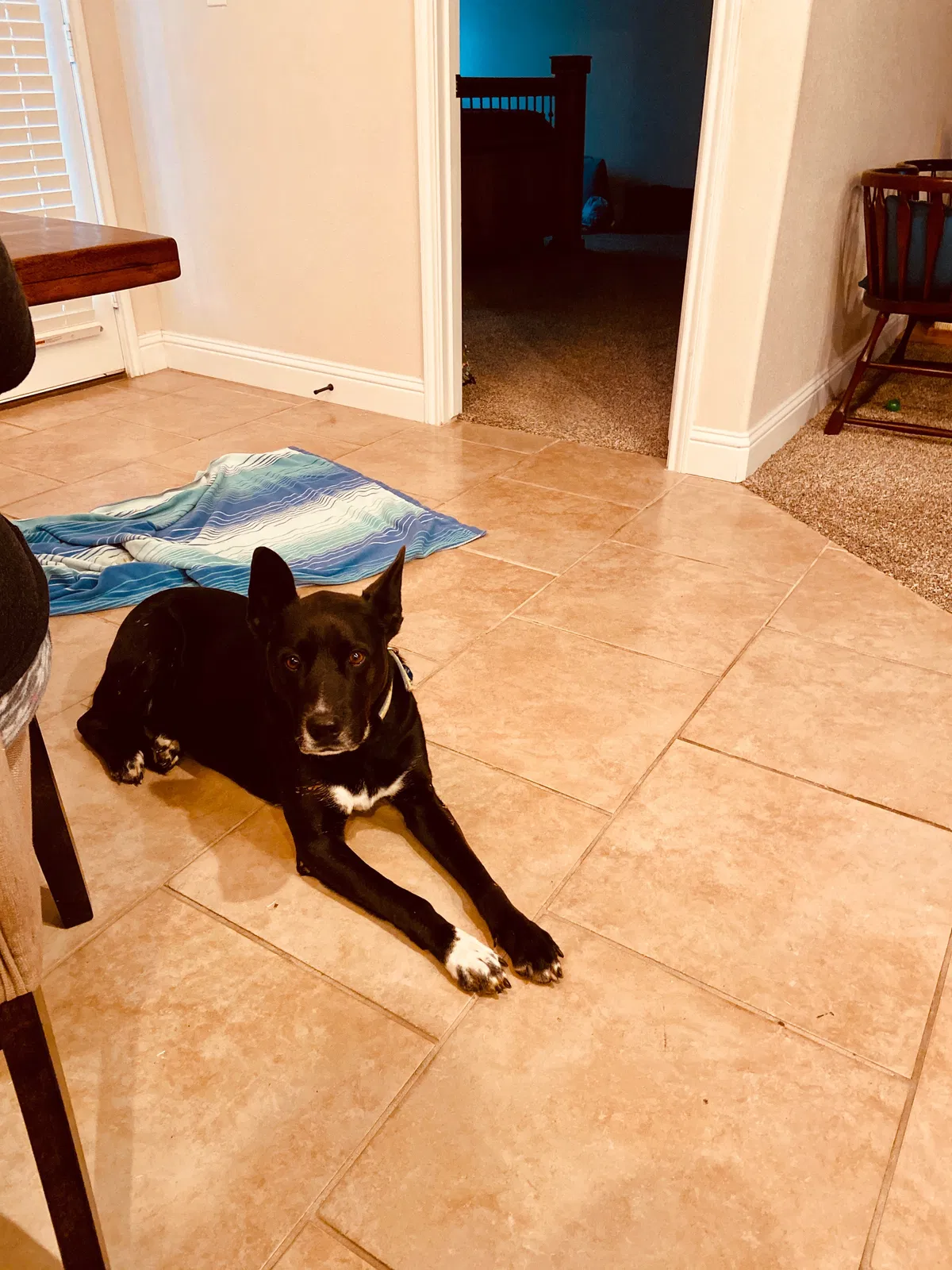 Lost dog in Lubbock, TX, 79424