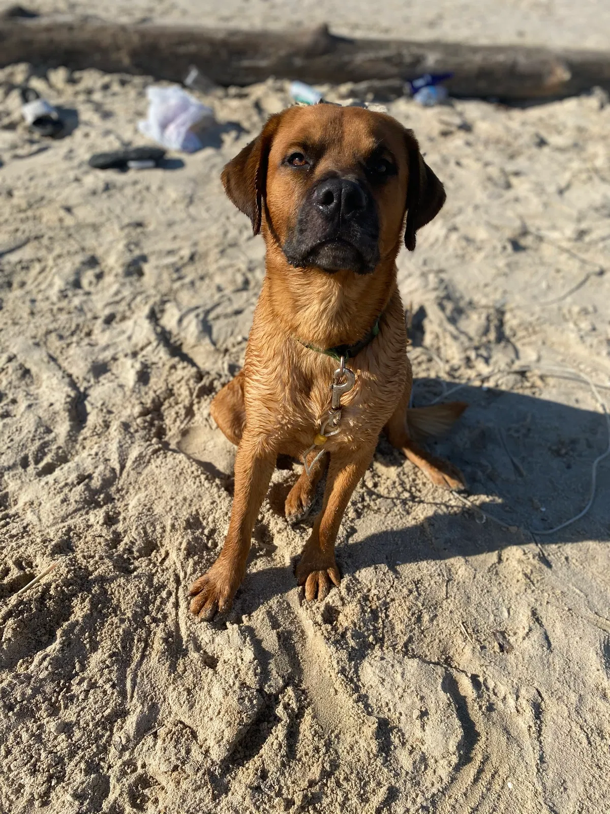 Lost dog in Plaquemine, LA, 70764