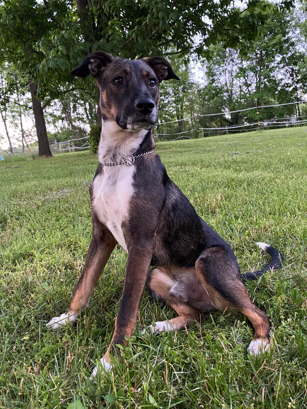 Lost dog in Walnutport, PA, 18088