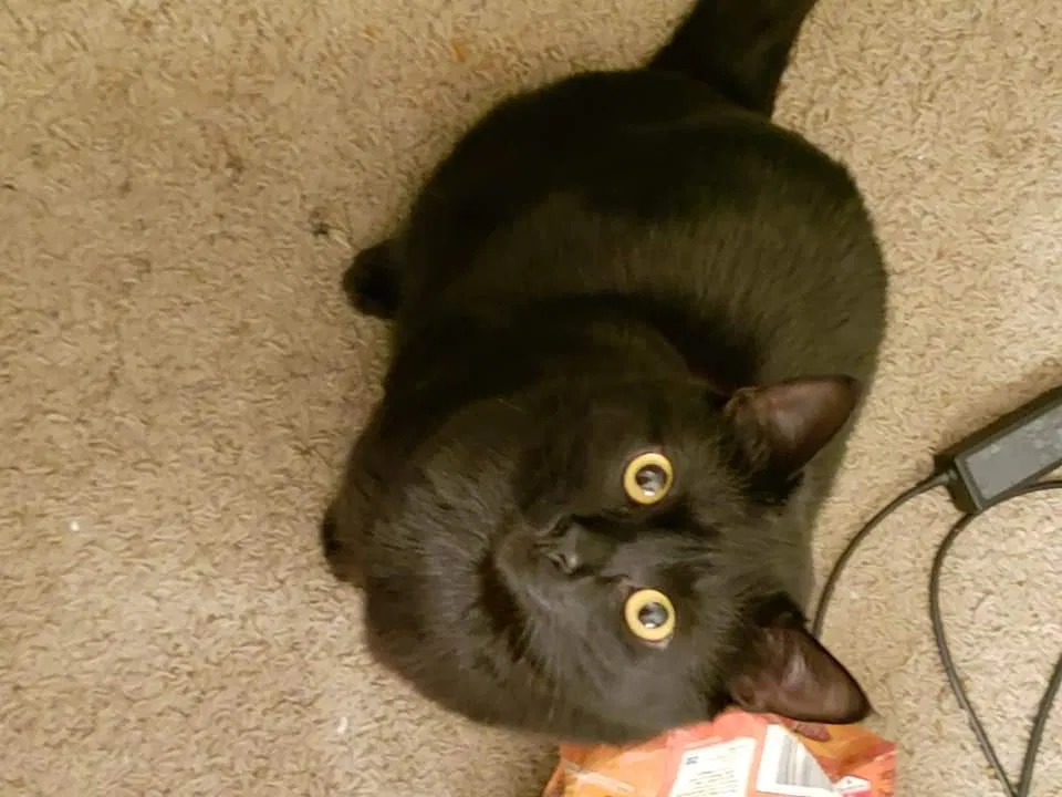 Lost cat in Gresham, OR, 97080
