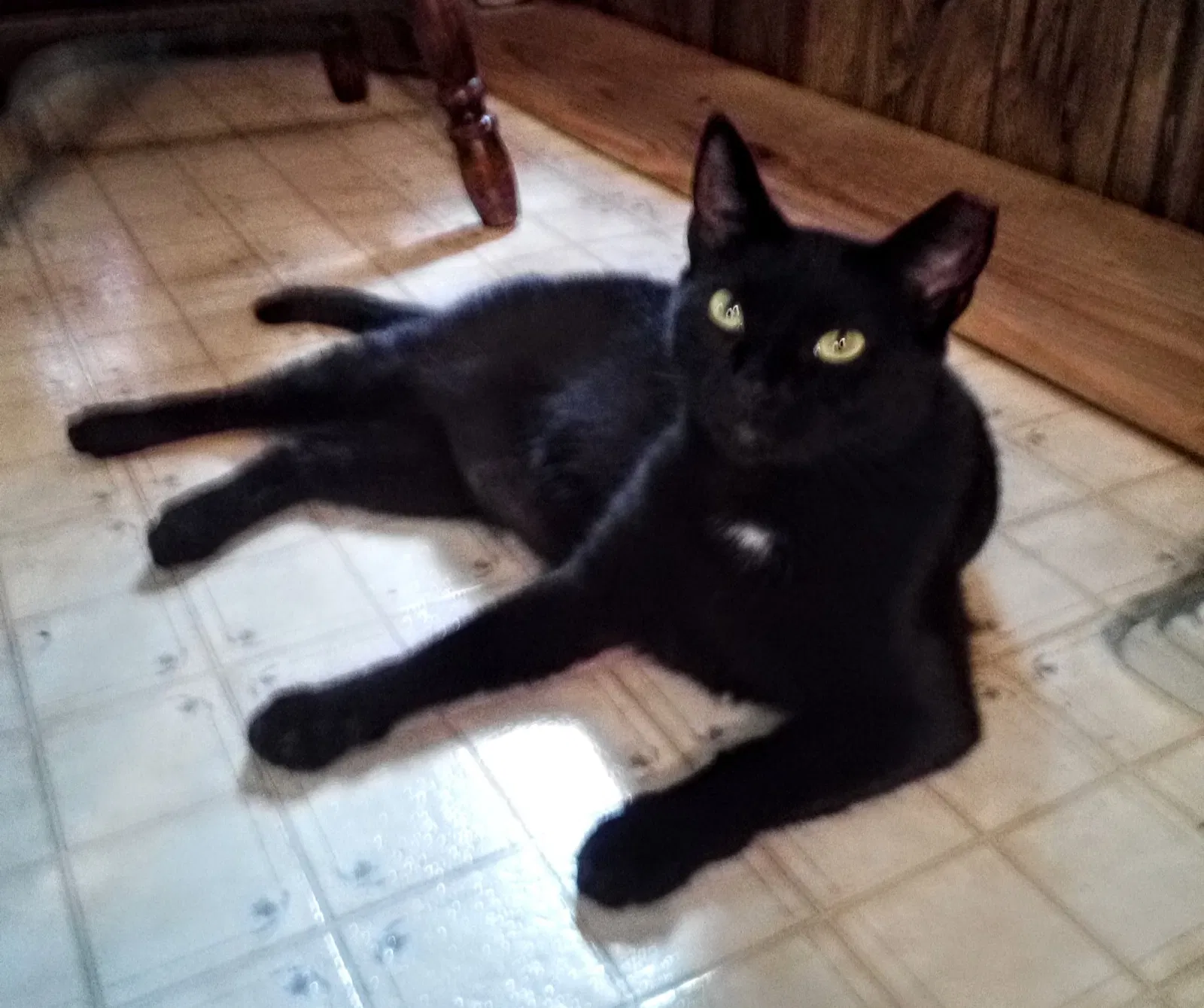 Lost cat in Covington, LA, 70433