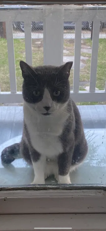 Lost cat in Mandeville, LA, 70448