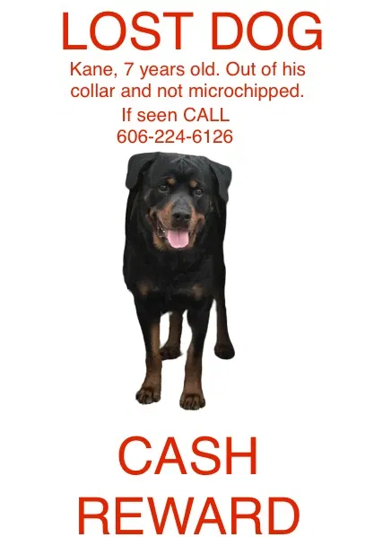 Lost dog in Georgetown, KY, 40324