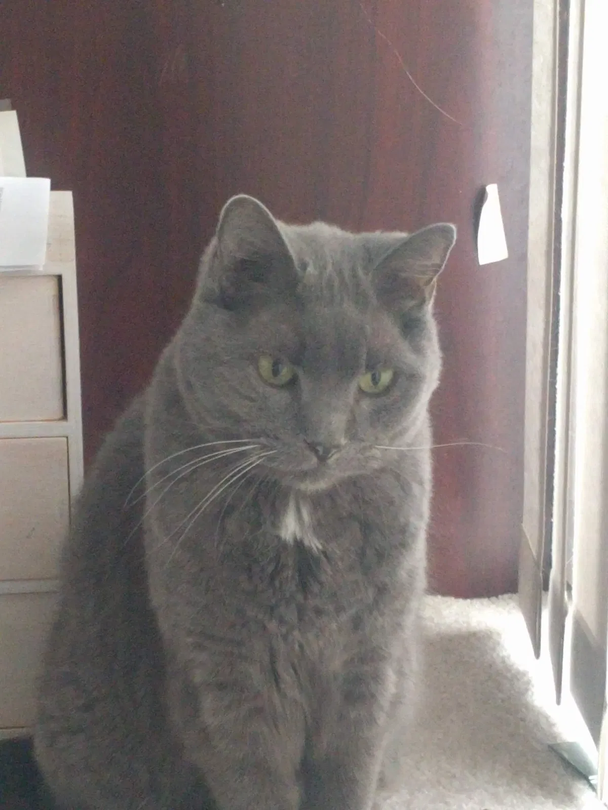 Lost cat in Farmington, UT, 84025