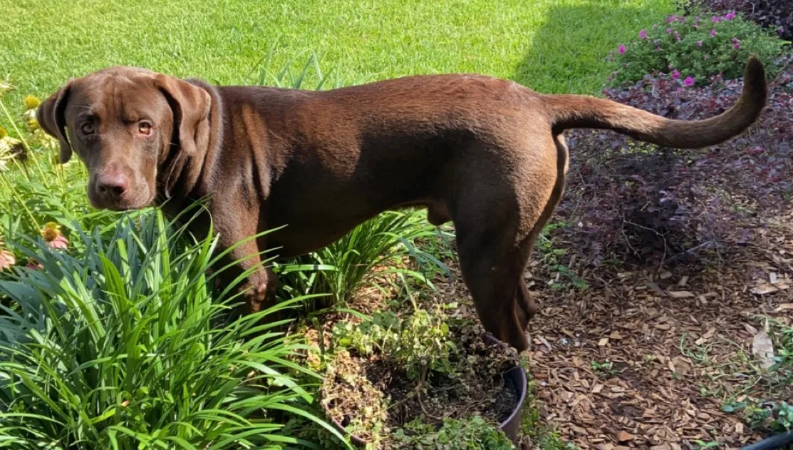 Lost dog in Daphne, AL, 36526