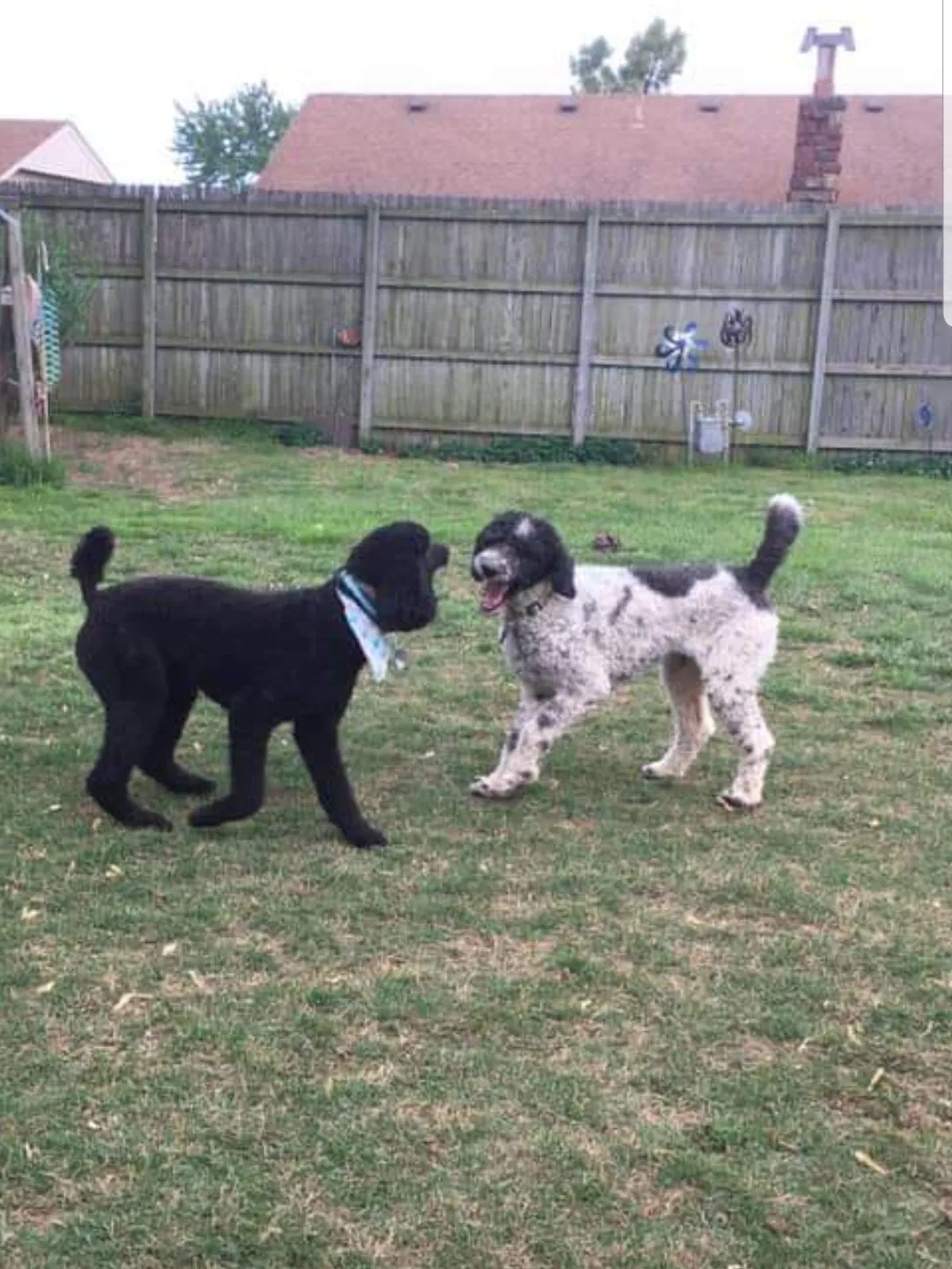 Lost dog in Tulsa, OK, 74134
