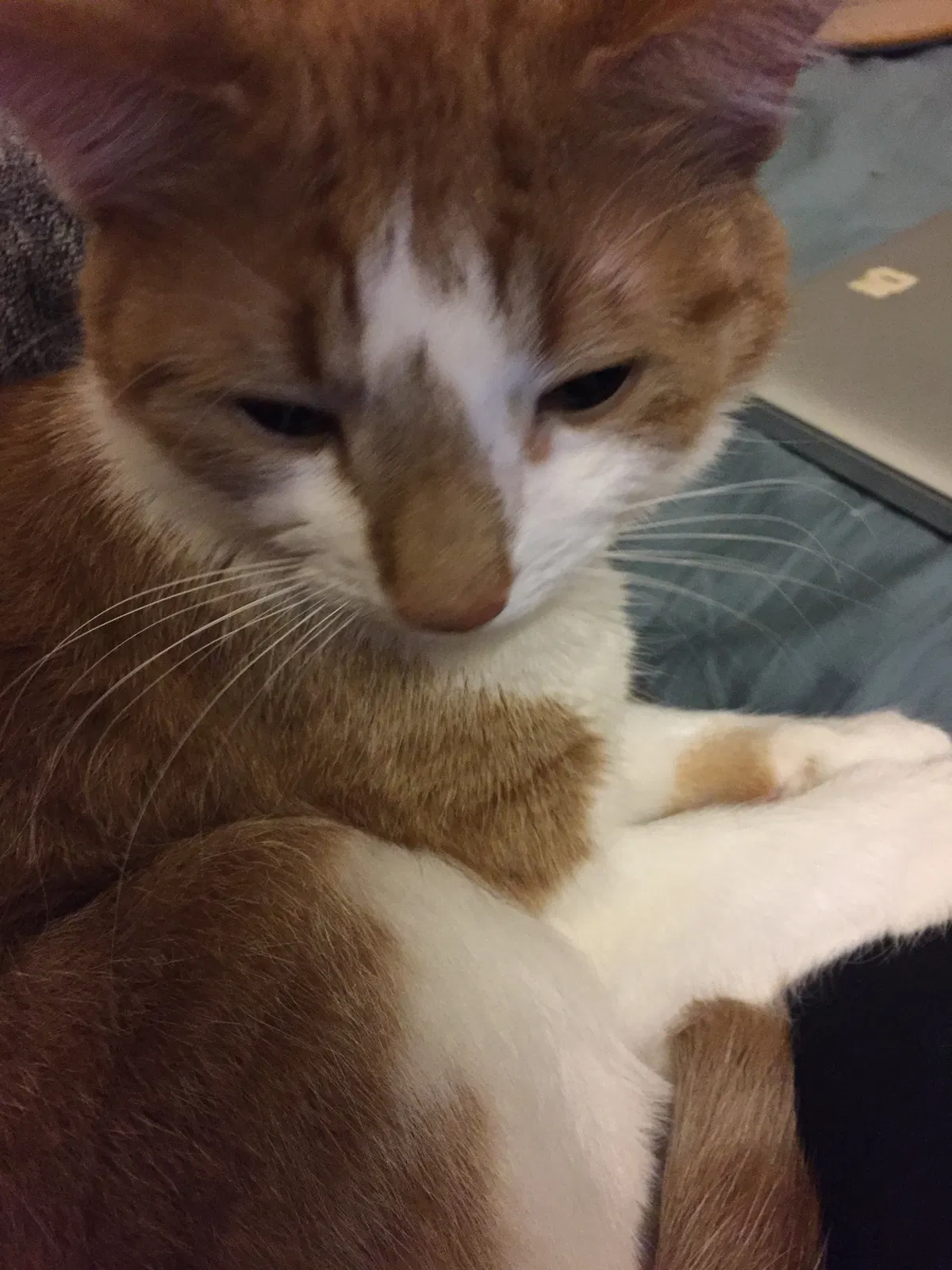 Lost cat in Central Point, OR, 97502