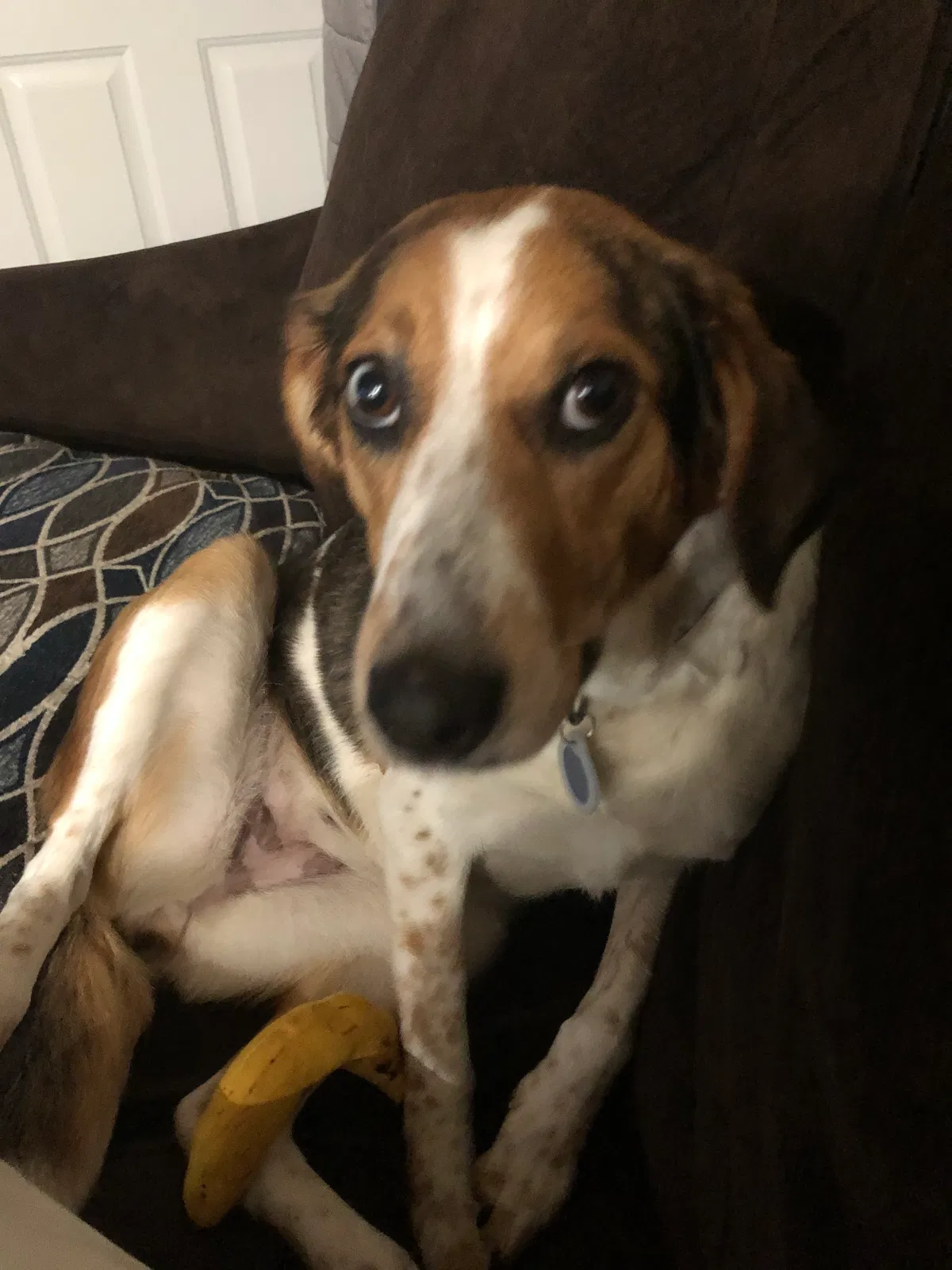 Lost dog in Cabot, AR, 72023