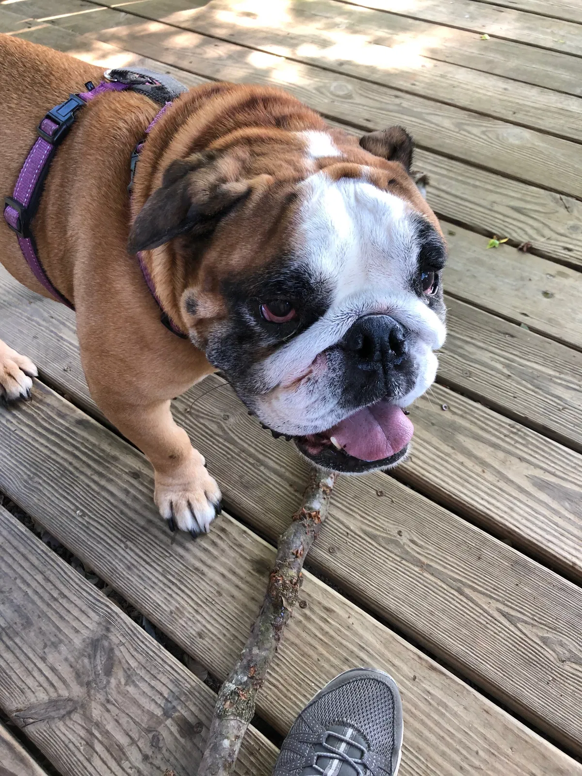 Lost dog in Mineral, VA, 23117