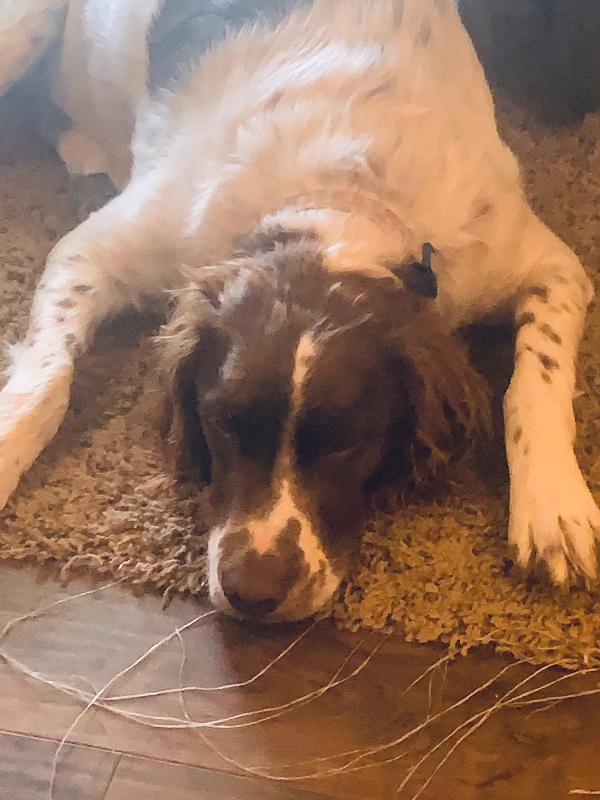 Lost dog in Killeen, TX, 76542