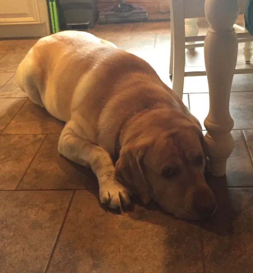 Lost dog in Jerome, MI, 49249