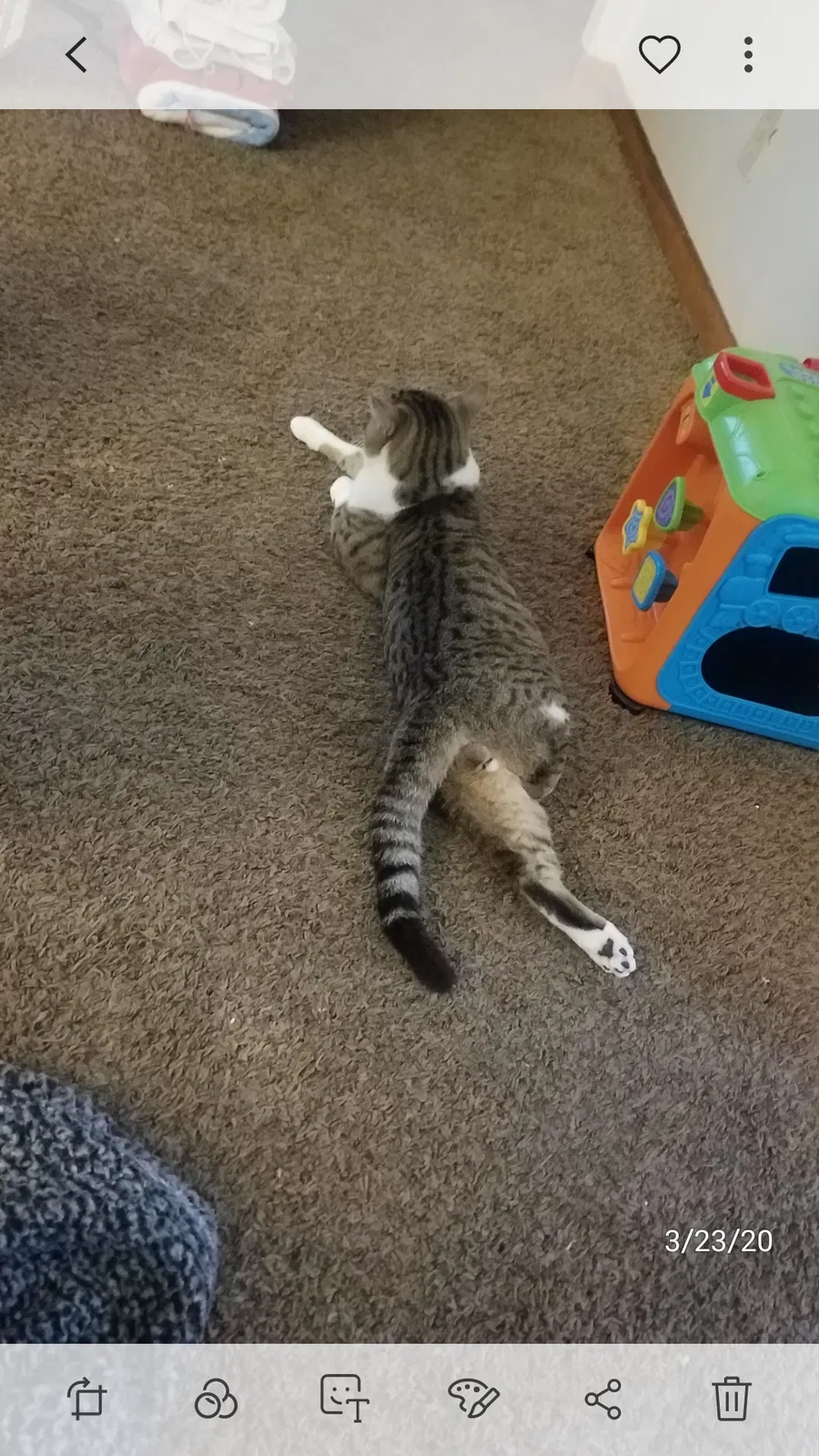Lost cat in Salem, OR, 97301