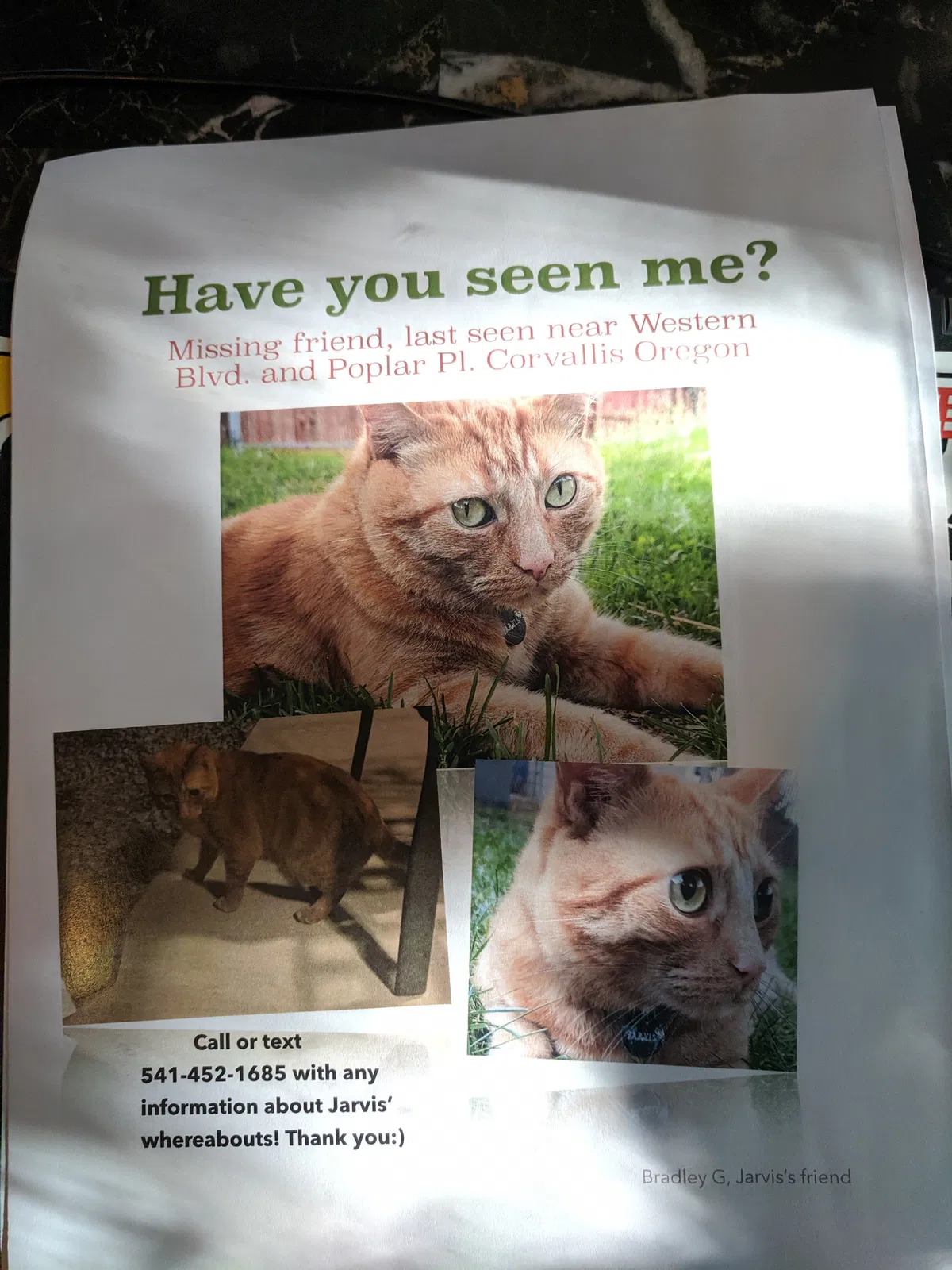Lost cat in Corvallis, OR, 97333