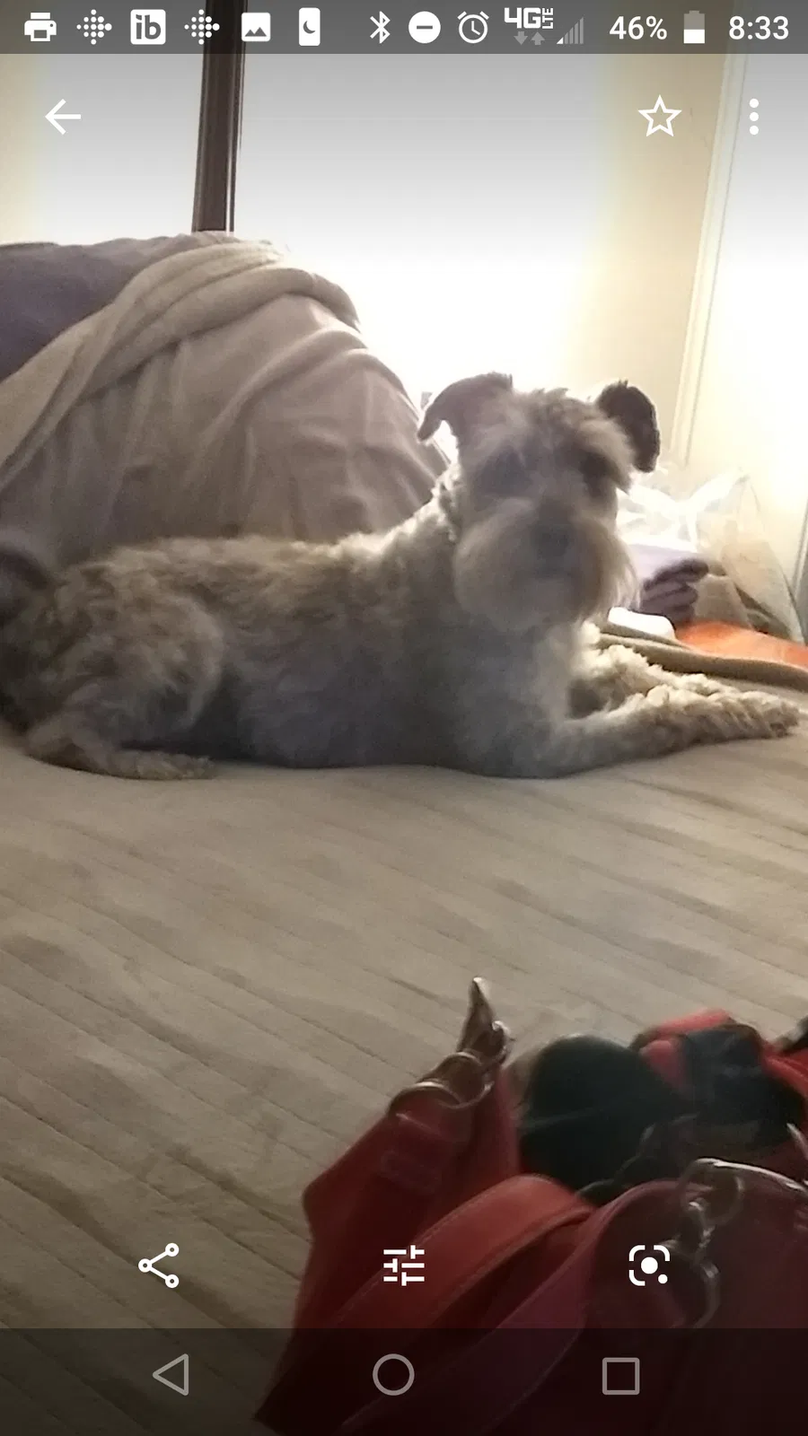 Lost dog in Beaverdam, VA, 23015