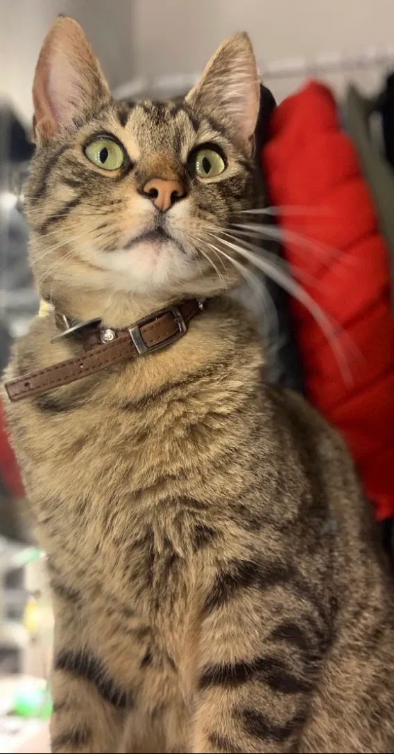 Lost cat in Everett, WA, 98204