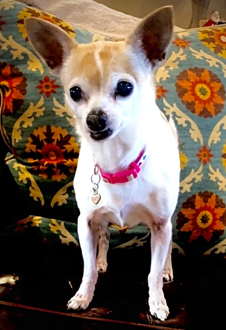 Lost dog in Bryant, AR, 72022