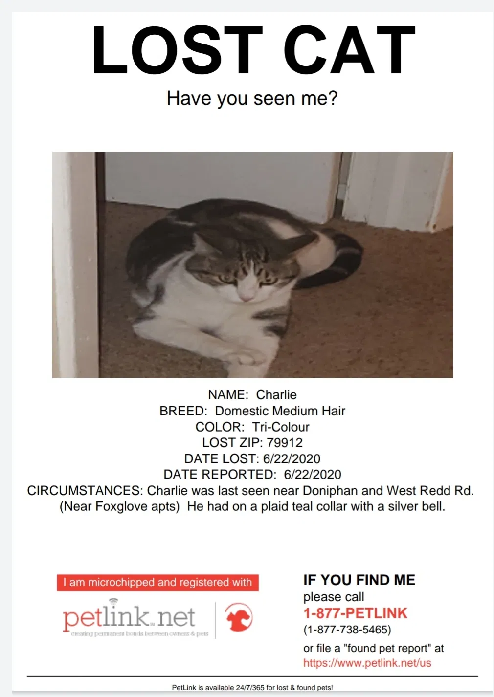 Lost cat in El Paso, TX, 79912