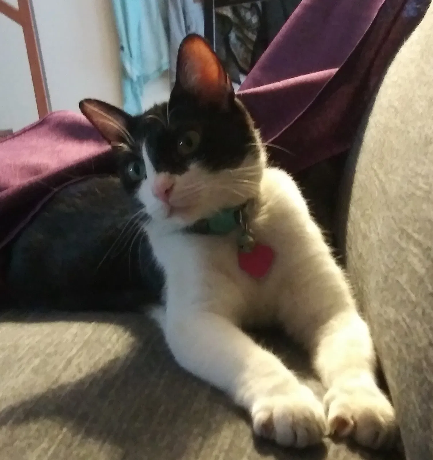 Lost cat in Scottsdale, AZ, 85257