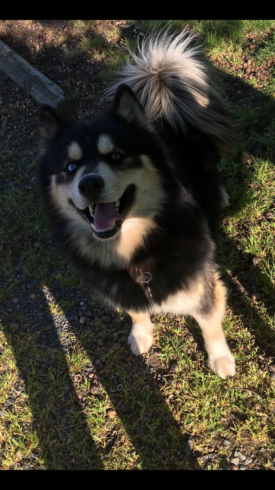Lost dog in Asheboro, NC, 27205