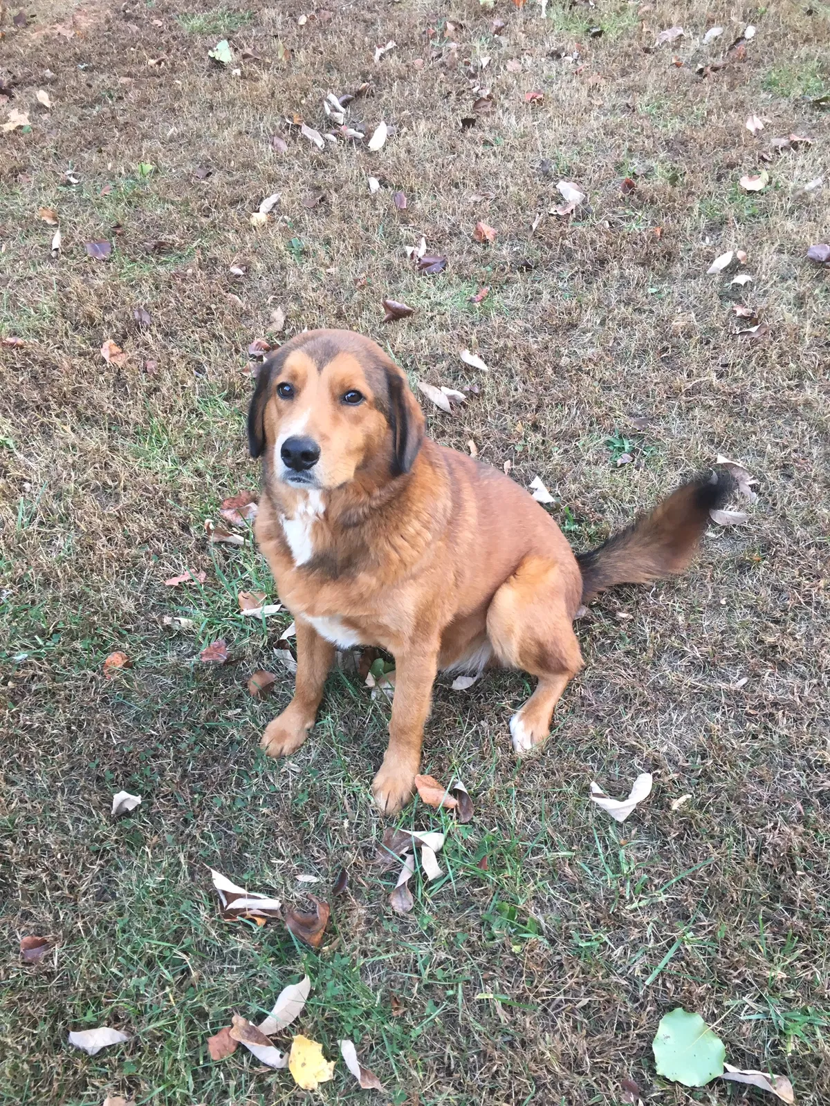 Lost dog in Gainesville, GA, 30506