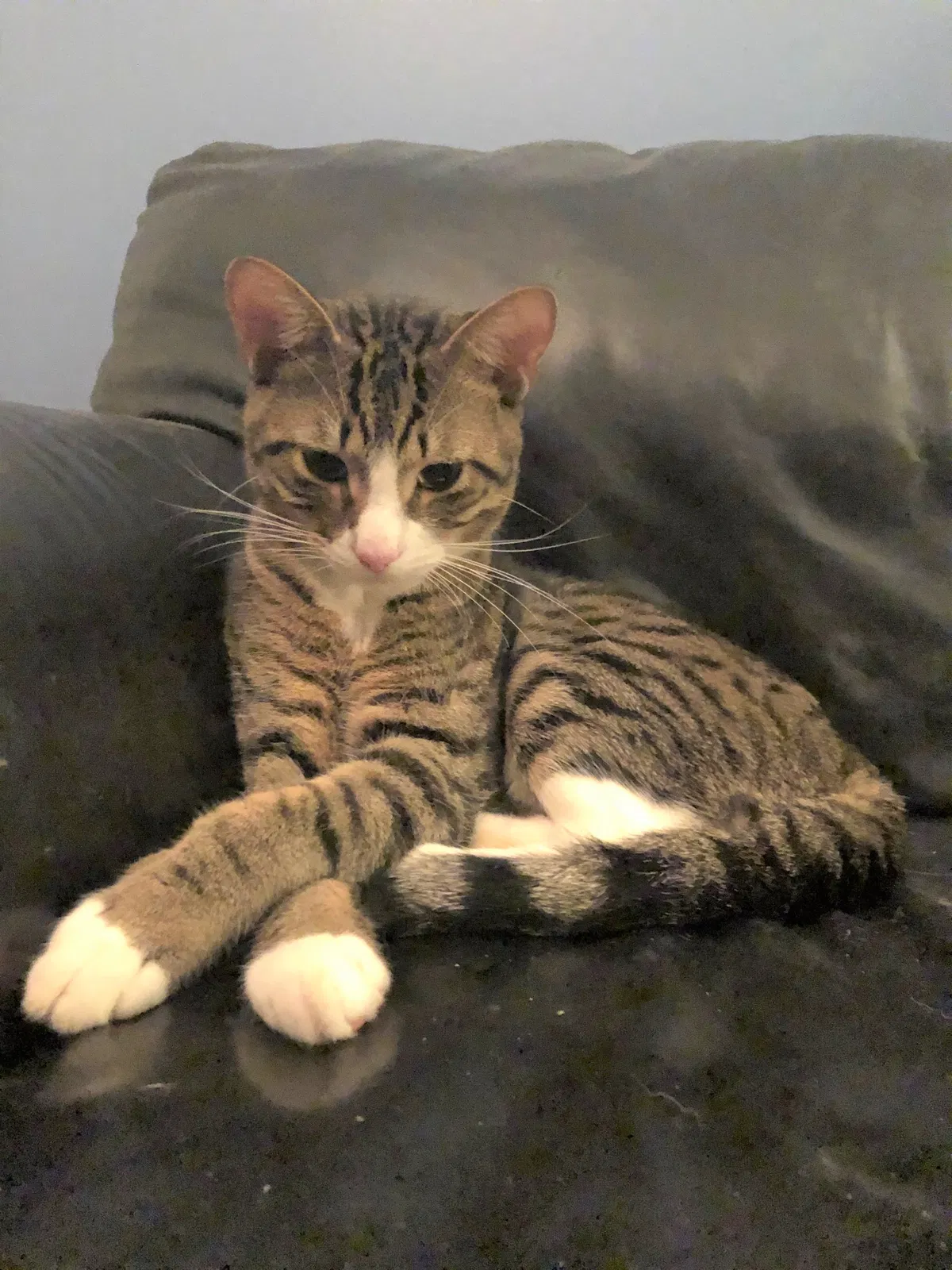 Lost cat in Smyrna, GA, 30080