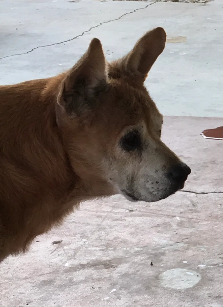 Lost dog in Scottsdale, AZ, 85251