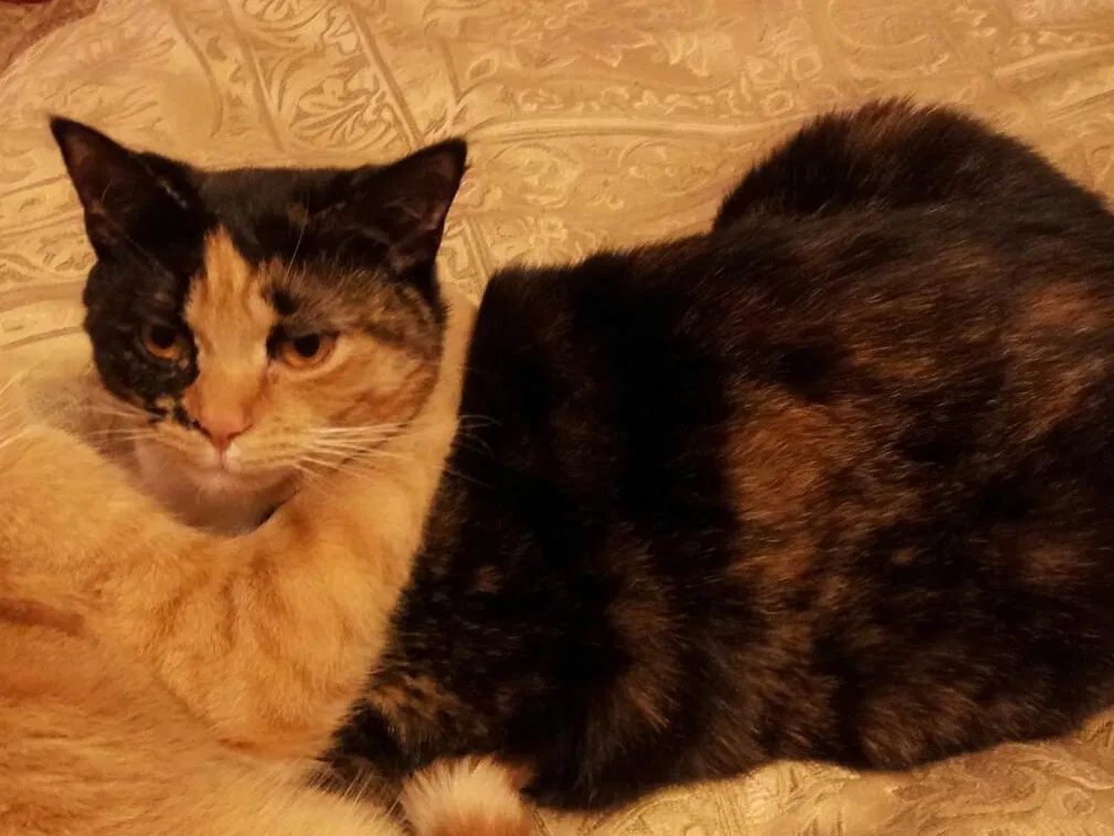 Lost cat in New Boston, MI, 48164