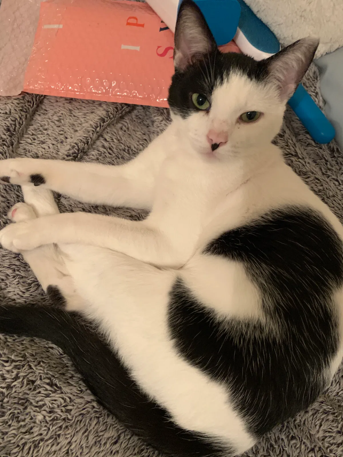 Lost cat in Orlando, FL, 32824