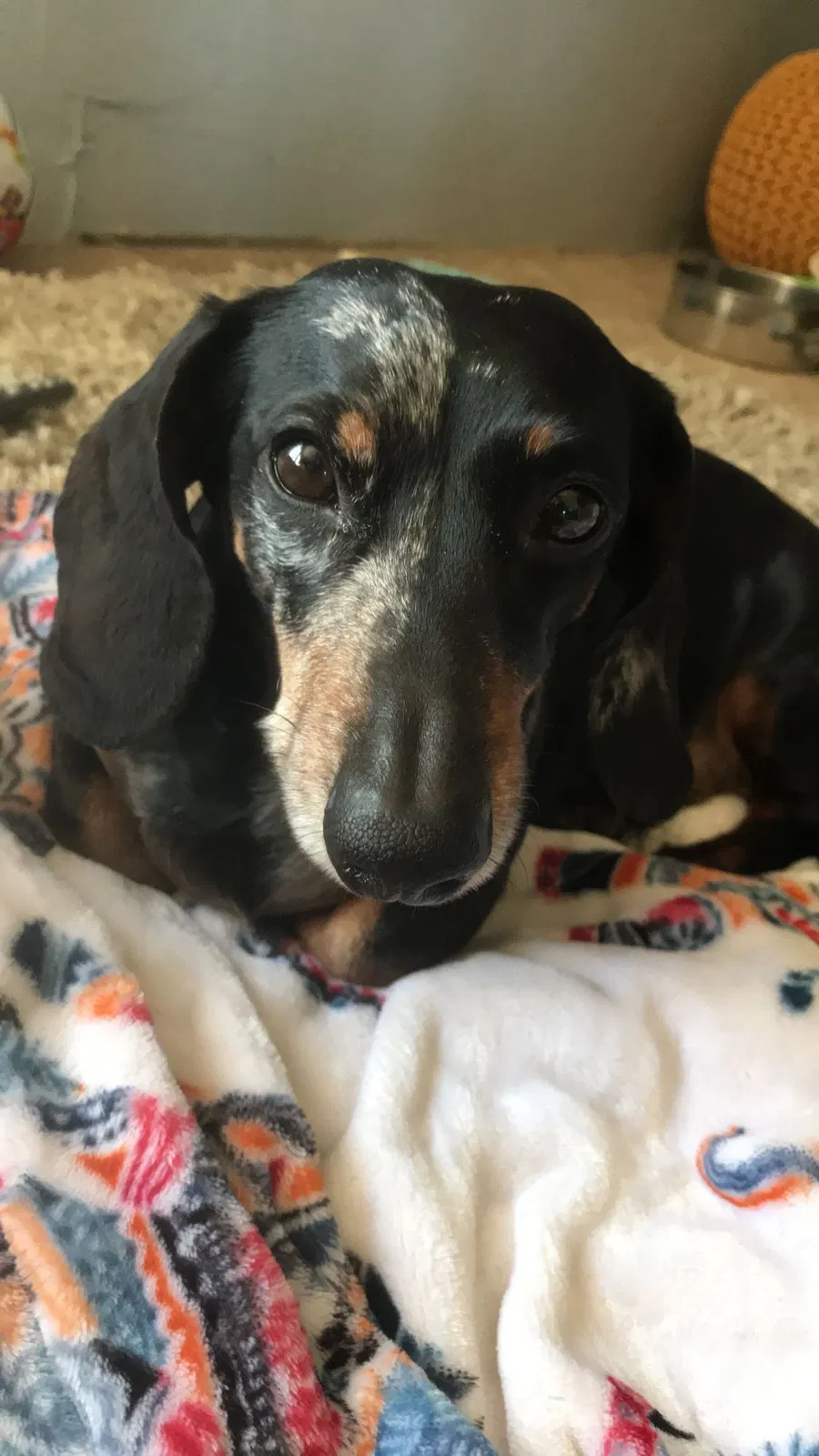Lost dog in Newalla, OK, 74857