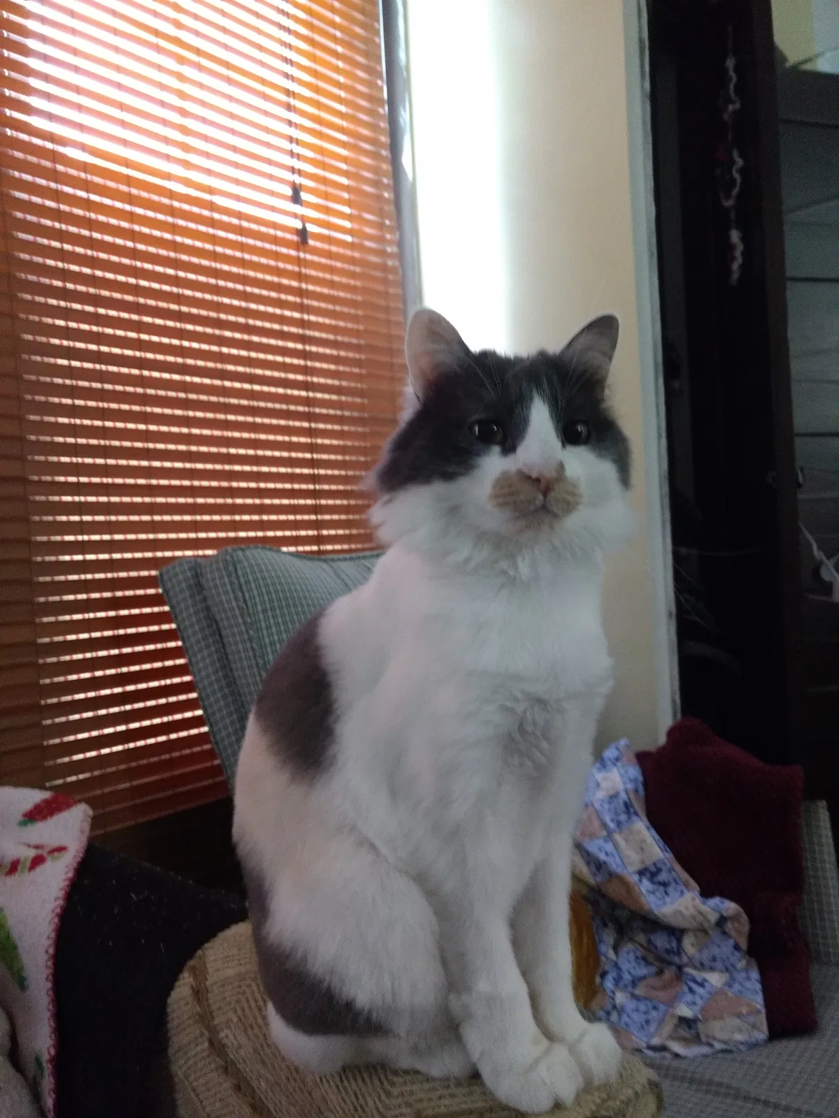 Lost cat in Saint Louis, MO, 63135