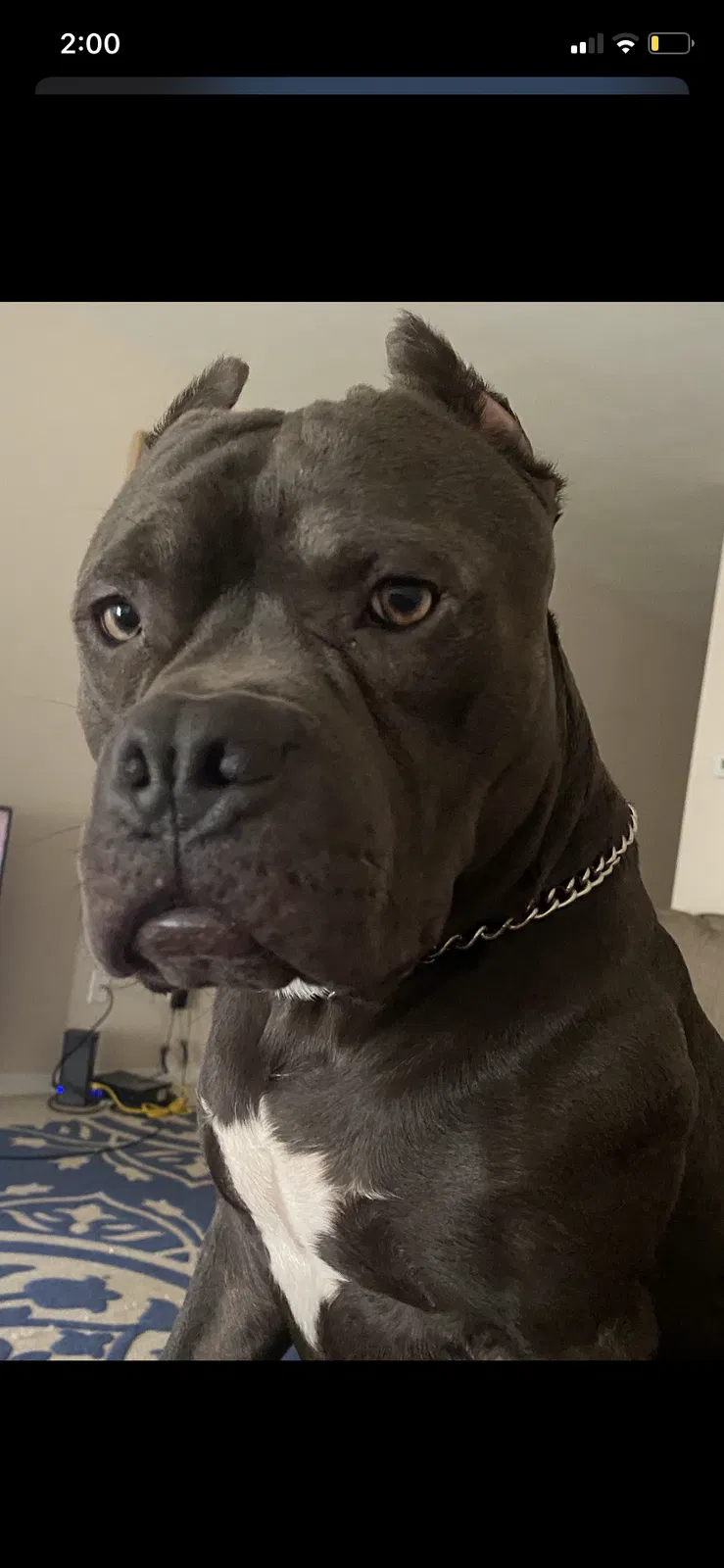 Lost dog in Salt Lake City, UT, 84109