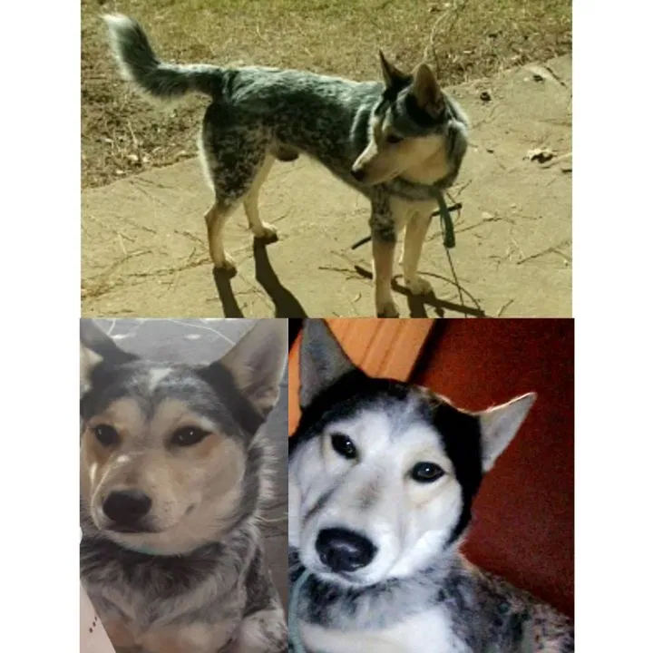 Lost dog in Lawrenceville, GA, 30046