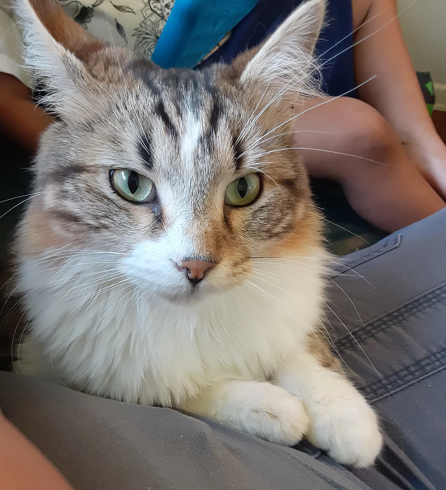 Lost cat in Columbus, OH, 43224