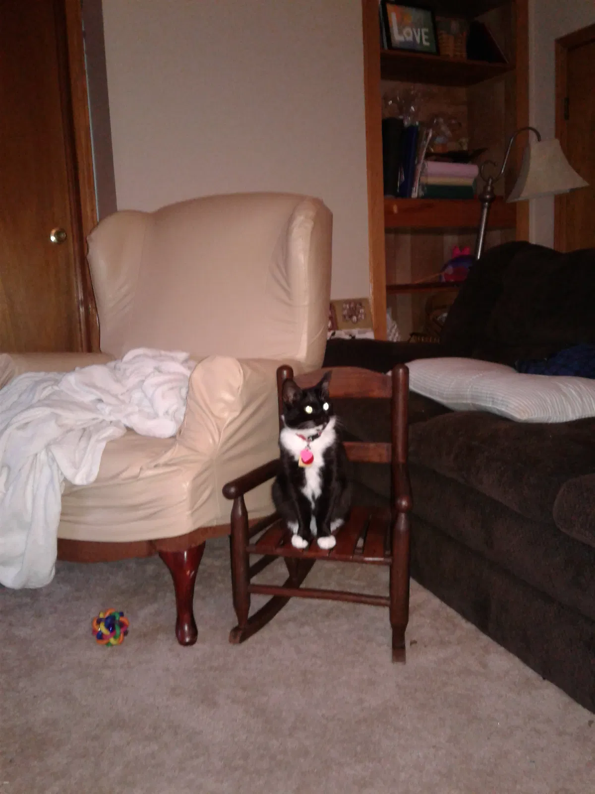 Lost cat in Heath, OH, 43056