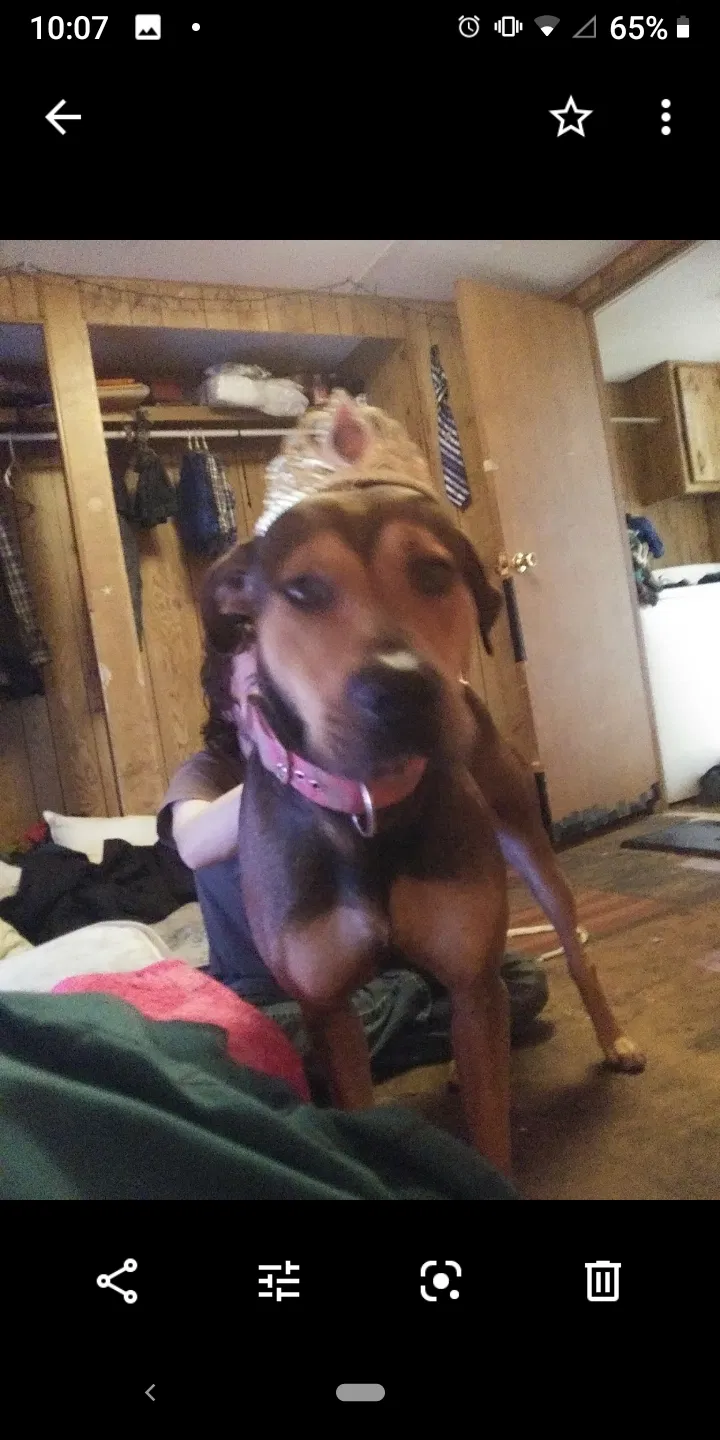 Lost dog in Lawton, OK, 73505
