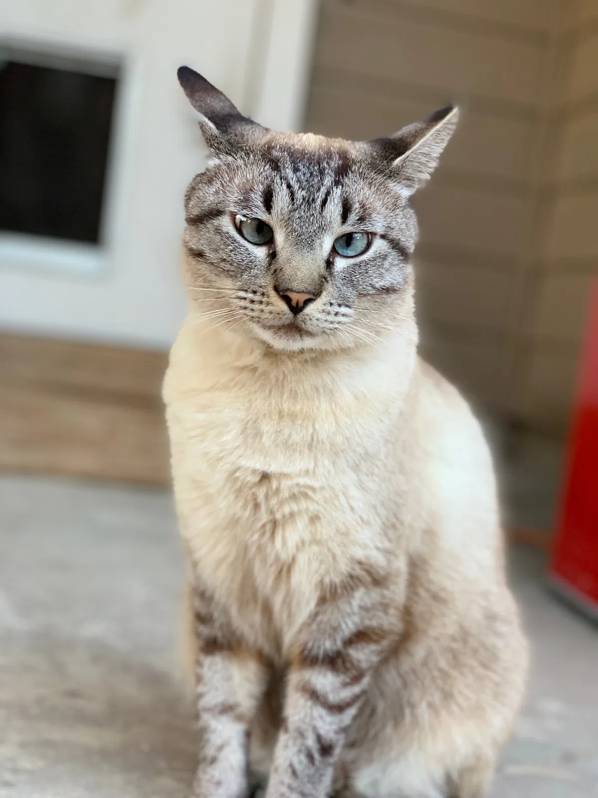 Lost cat in Seguin, TX, 78155