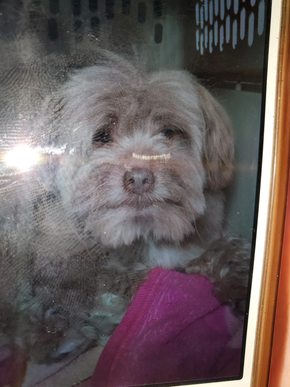 Lost dog in Portland, OR, 97224