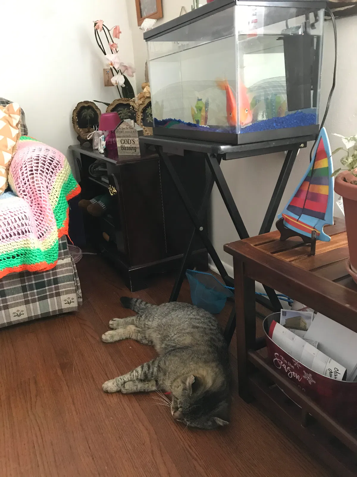 Lost cat in Passaic, NJ, 7055