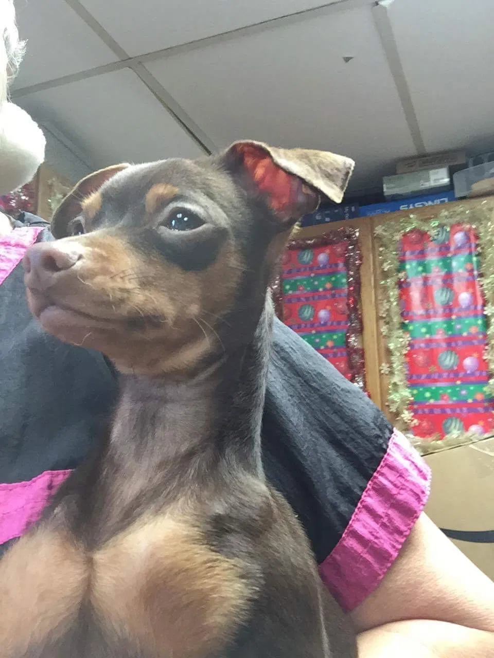 Lost dog in Ogden, KS, 66517